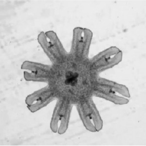 Jellyfish Ephyra