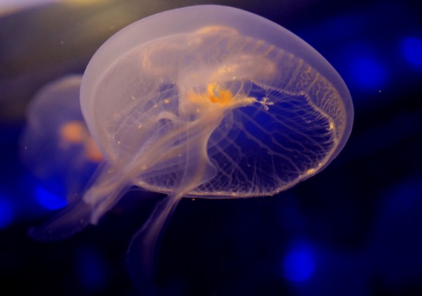Moon Jelly
